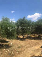 Αγροτεμάχια 11.500 τ.μ. για πώληση