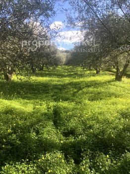 Parcel 11.500sqm for sale-Geropotamos » Aggeliana
