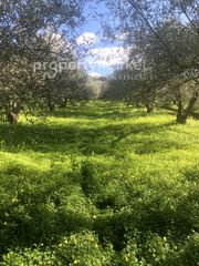 Αγροτεμάχια 11.500 τ.μ. για πώληση