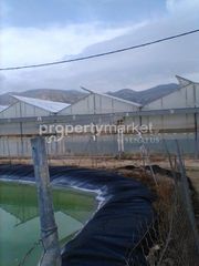 Αγροτεμάχια 20.000 τ.μ. για πώληση, Ν. Λασιθίου, Ιεράπετρα-thumb-4
