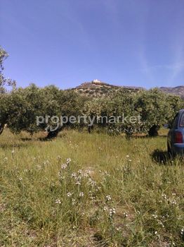 Αγροτεμάχια 5.026 τ.μ. για πώληση
