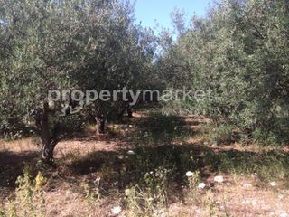 Αγροτεμάχια 1.283 τ.μ. για πώληση