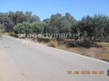 Αγροτεμάχια 2.000 τ.μ. για πώληση