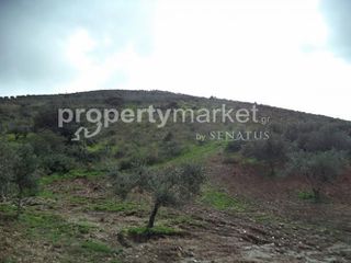 Parcel 10.000 sqm for sale