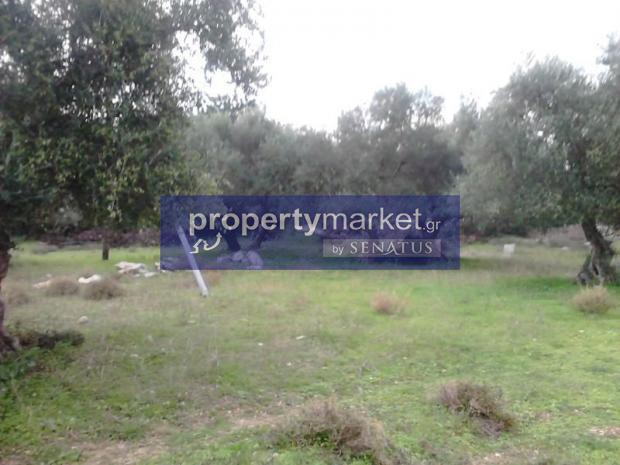Αγροτεμάχια 5.500 τ.μ. πρός πώληση, Ν. Ρεθύμνου, Νικηφόρος Φωκάς