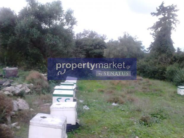 Αγροτεμάχια 5.500 τ.μ. πρός πώληση, Ν. Ρεθύμνου, Νικηφόρος Φωκάς