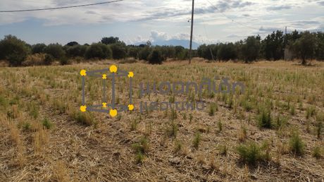 Parcel 3.000sqm for sale-Alexandroupoli » Mesimvria