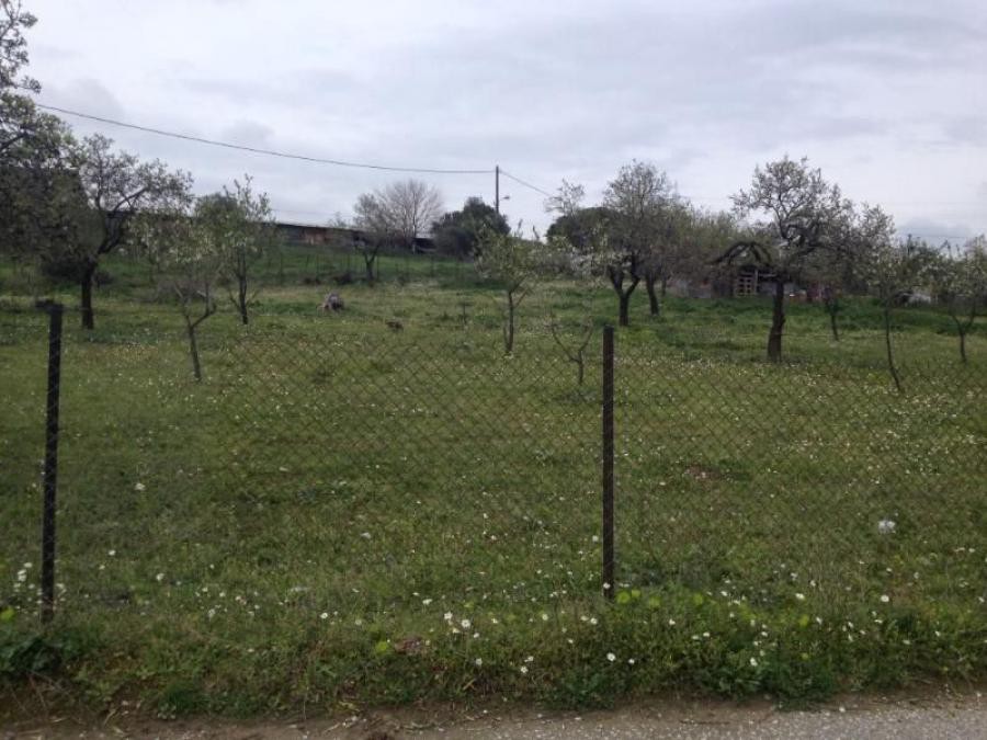 Αγροτεμάχια 3.254 τ.μ. πρός πώληση, Μαγνησία, Νέα Ιωνία Βόλου