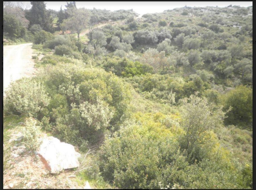 Αγροτεμάχια 6.400 τ.μ. πρός πώληση, Μαγνησία, Τρικέρι