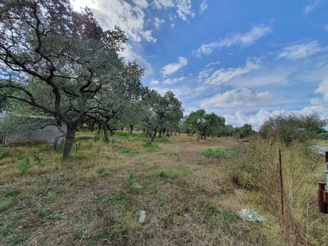 Αγροτεμάχια 4.800τ.μ. για πώληση-Θάσος » Σκάλα σωτήρος