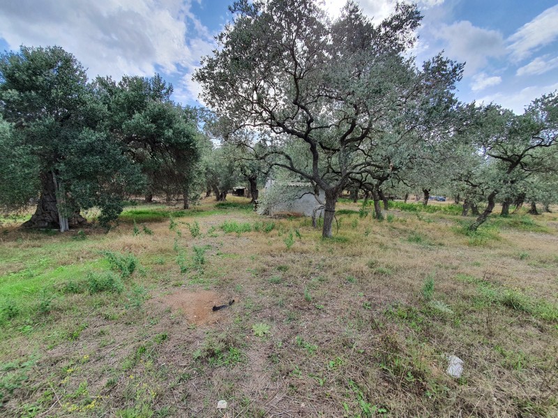 Αγροτεμάχια 4.800 τ.μ. προς πώληση, Σκάλα Σωτήρος