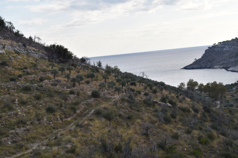 Αγροτεμάχια 8.000 τ.μ. προς πώληση, Θυμωνιά