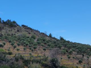 Αγροτεμάχια 8.000 τ.μ. προς πώληση, Θυμωνιά-thumb-7