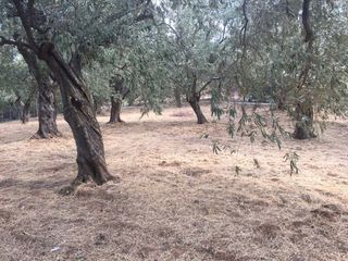 Οικόπεδο 1.906 τ.μ. προς πώληση, Άφυσσος-thumb-9