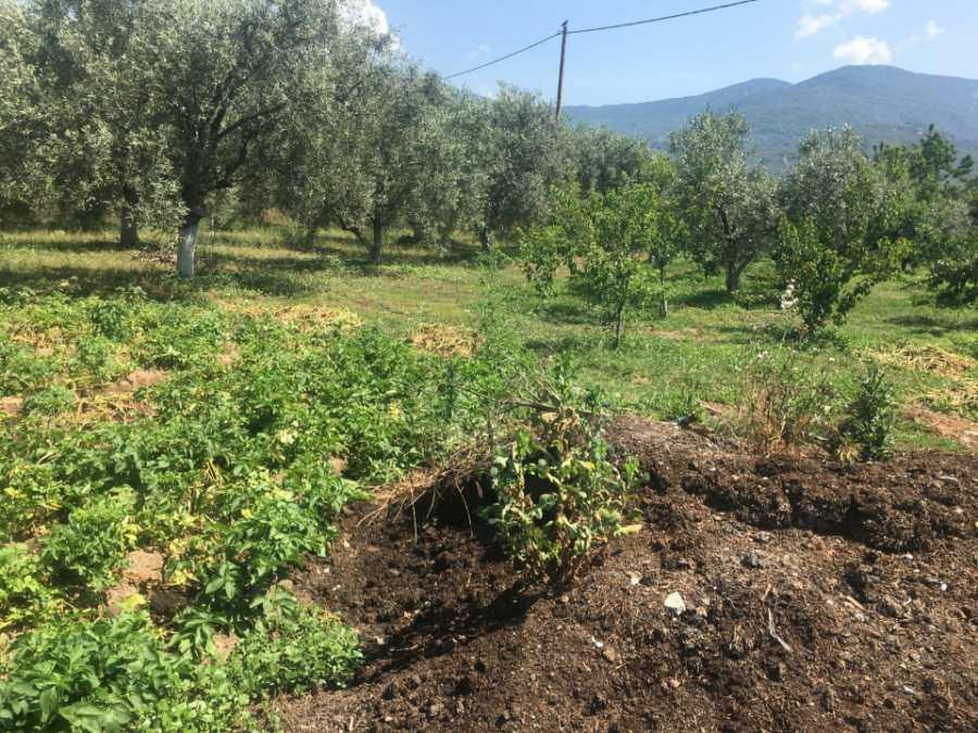 Αγροτεμάχια 2.300 τ.μ. πρός πώληση, Μαγνησία, Αρτέμιδα