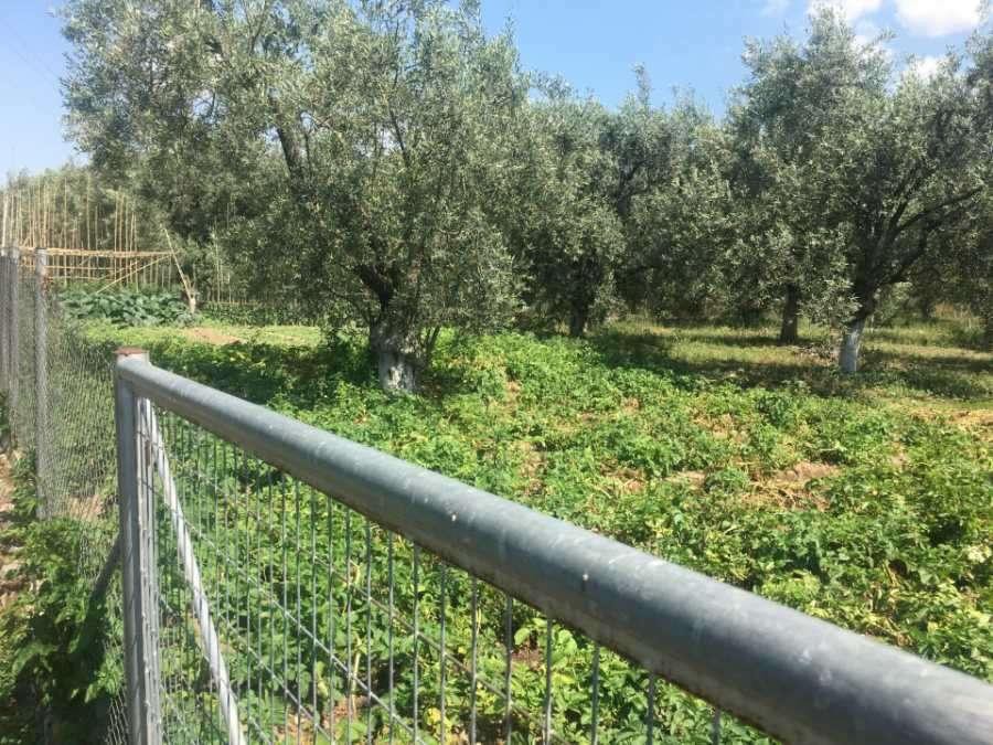 Αγροτεμάχια 2.300 τ.μ. πρός πώληση, Μαγνησία, Αρτέμιδα