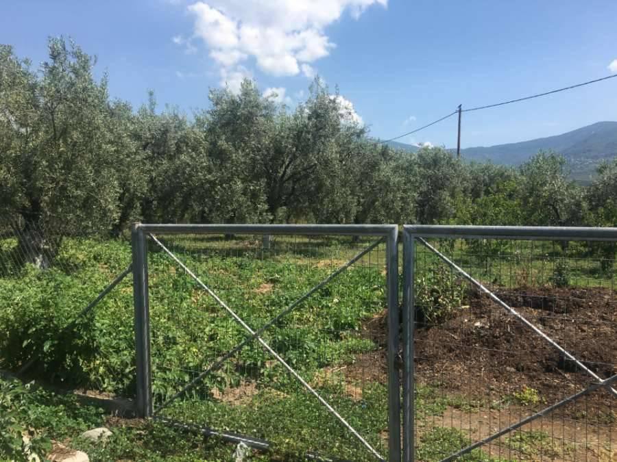 Αγροτεμάχια 2.300 τ.μ. πρός πώληση, Μαγνησία, Αρτέμιδα