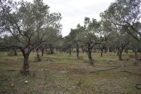Αγροτεμάχια 3.782τ.μ. για πώληση-Θάσος » Σκάλα καλλιράχης