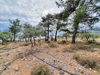 Αγροτεμάχια 4.710 τ.μ. για πώληση, Ν. Καβάλας, Θάσος-thumb-5