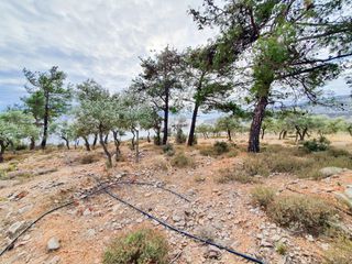 Αγροτεμάχια 4.710 τ.μ. για πώληση, Ν. Καβάλας, Θάσος-thumb-6