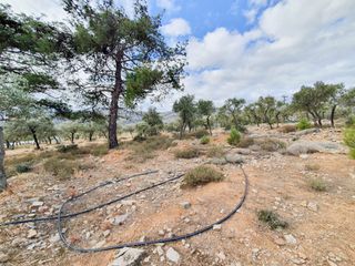 Αγροτεμάχια 4.710 τ.μ. για πώληση, Ν. Καβάλας, Θάσος-thumb-3