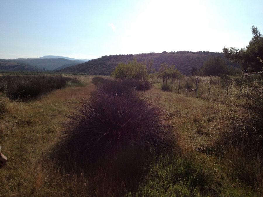 Αγροτεμάχια 1.000 τ.μ. προς πώληση, Μαγνησία, Πτελεός