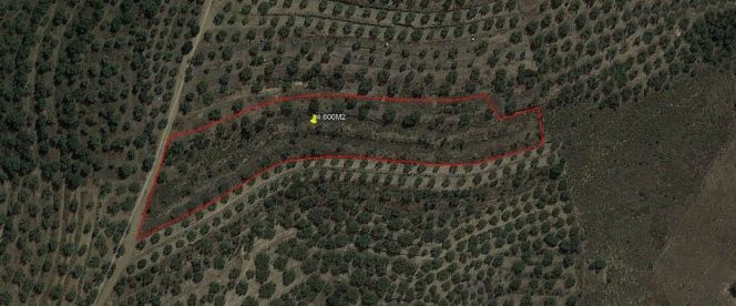 Parcel 4.600 sqm for sale, Argolis, Nea Tirintha