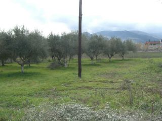 Αγροτεμάχια 4.000 τ.μ. για πώληση, Αργολίδα, Λέρνα-thumb-7