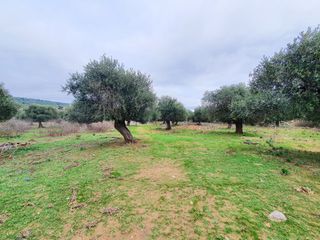 Αγροτεμάχια 8.076 τ.μ. για πώληση