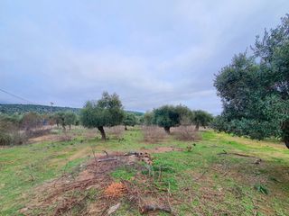 Αγροτεμάχια 8.076 τ.μ. για πώληση, Ν. Καβάλας, Θάσος-thumb-3