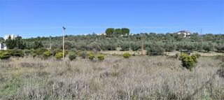Αγροτεμάχια 4.649 τ.μ. για πώληση