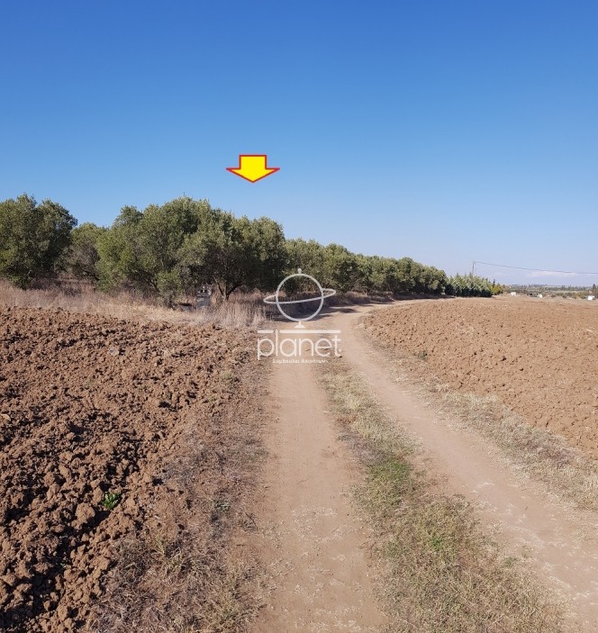Αγροτεμάχια 5.320 τ.μ. προς πώληση, Κέντρο Επανομής