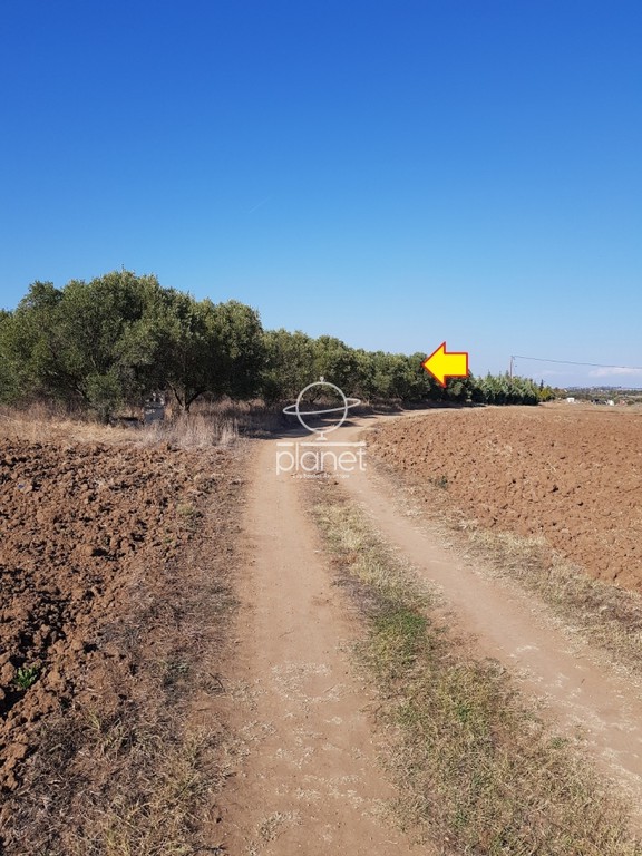 Αγροτεμάχια 5.320 τ.μ. προς πώληση, Κέντρο Επανομής
