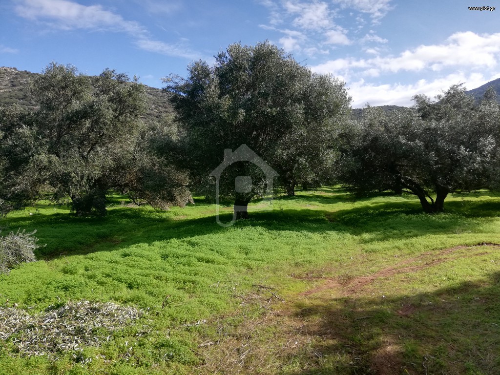 Αγροτεμάχια 2.300 τ.μ. πρός πώληση, Ν. Ηρακλείου, Νίκος Καζαντζάκης