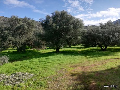 Αγροτεμάχια 2.300 τ.μ. για πώληση