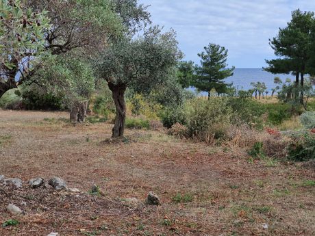 Αγροτεμάχια 1.658τ.μ. για πώληση-Θάσος » Κοίνυρα