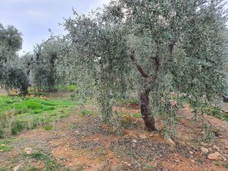 Οικόπεδο 750 τ.μ. για πώληση, Ν. Καβάλας, Θάσος-thumb-3