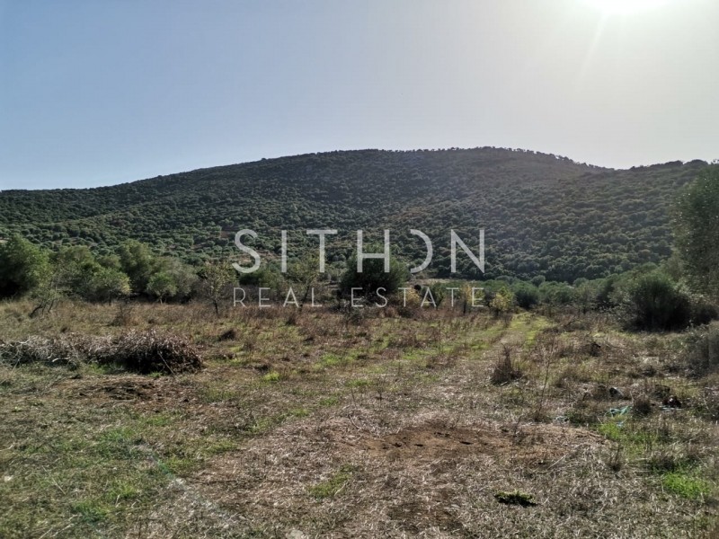 Αγροτεμάχια 1.545 τ.μ. προς πώληση, Κουφός Τορώνης