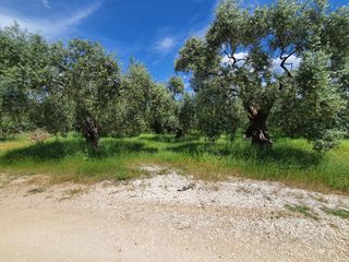 Αγροτεμάχια 782 τ.μ. για πώληση, Ν. Καβάλας, Θάσος-thumb-1
