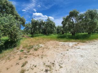 Αγροτεμάχια 782 τ.μ. για πώληση, Ν. Καβάλας, Θάσος-thumb-2