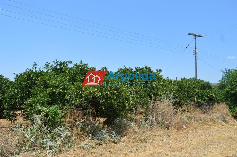 Αγροτεμάχια 11.000 τ.μ. προς πώληση, Αργολίδα, Νέα Τίρυνθα