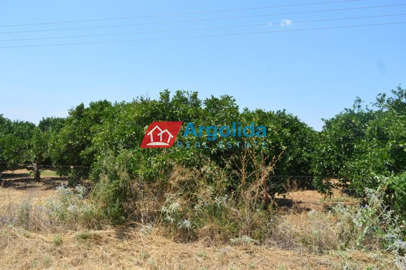 Αγροτεμάχια 11.000 τ.μ. προς πώληση, Αργολίδα, Νέα Τίρυνθα