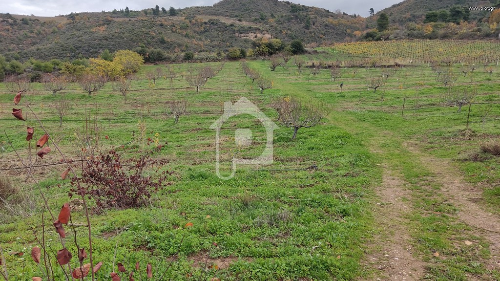 Αγροτεμάχια 20.000 τ.μ. προς πώληση, Παγιαναίικα