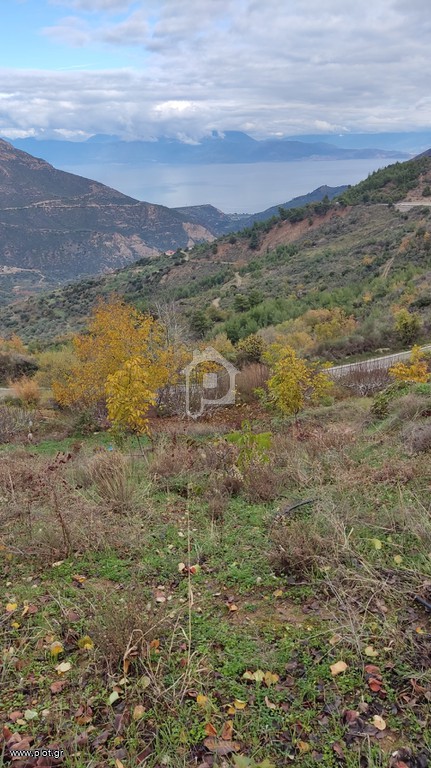 Αγροτεμάχια 20.000 τ.μ. προς πώληση, Παγιαναίικα