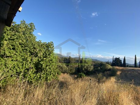 Land plot 4.000sqm for sale-Olenia » Avgereika