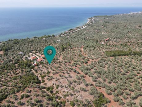 Αγροτεμάχια 7.763τ.μ. για πώληση-Θάσος » Σκάλα καλλιράχης