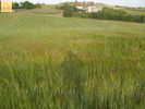 Parcel 15.000sqm for sale-Thermi » Plagiari