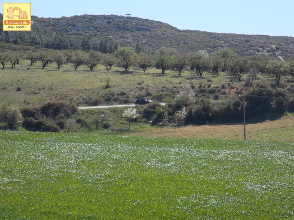 Αγροτεμάχια 5.576 τ.μ. προς πώληση, Πετράλωνα Τρίγλιας
