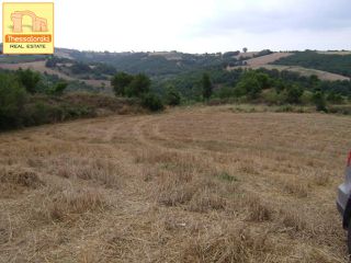 Αγροτεμάχια 47.159 τ.μ. για πώληση