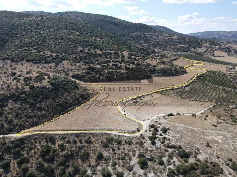 Αγροτεμάχια 38.550 τ.μ. προς πώληση, Νέες Παγασές